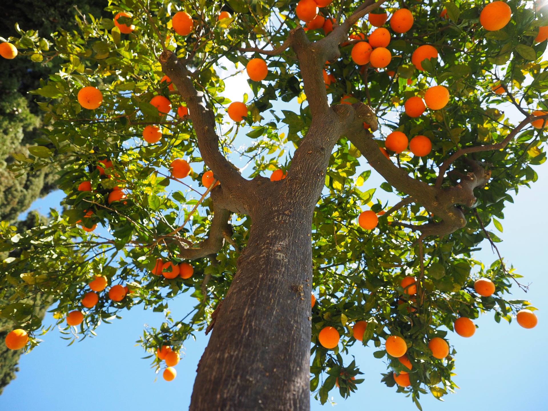 sinaasappelboom onderaanzicht