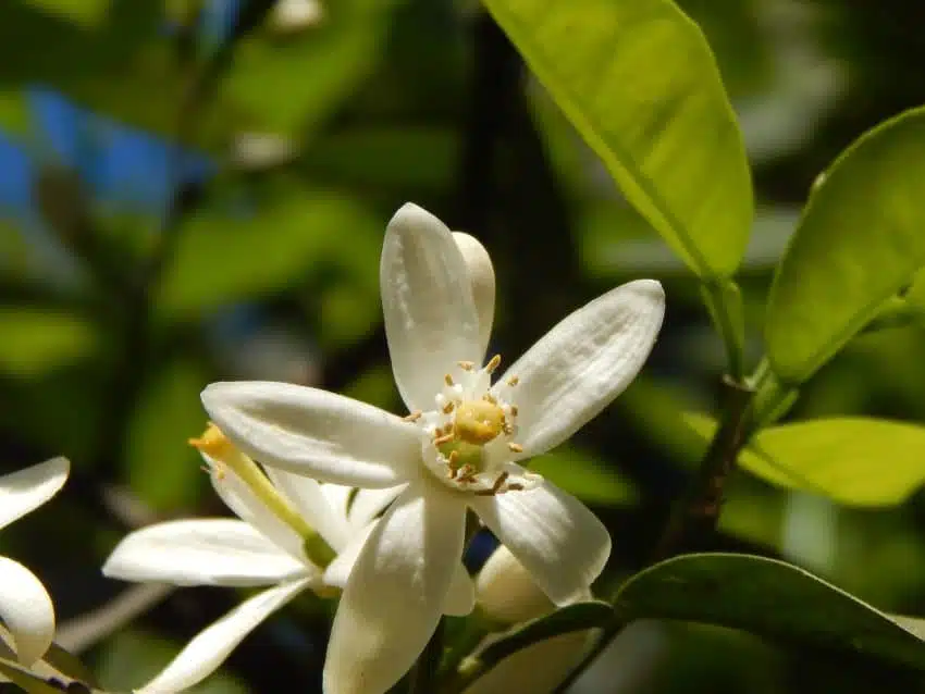 fleur d'oranger