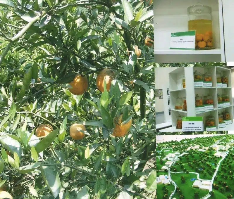 Orangers du Sichuan