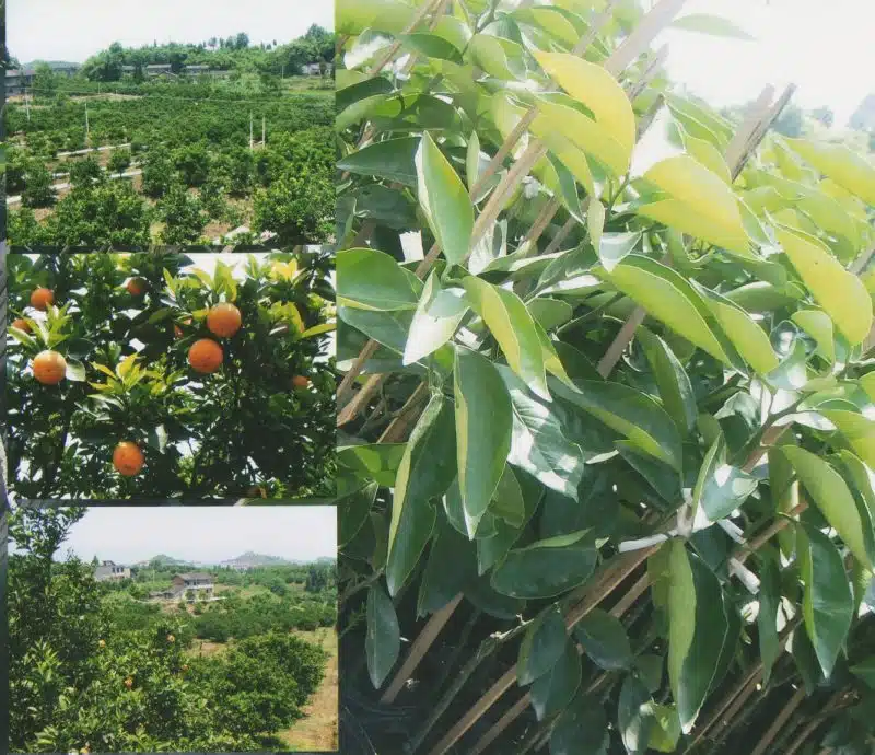 plantations d'orangers près de Chongqing, chine