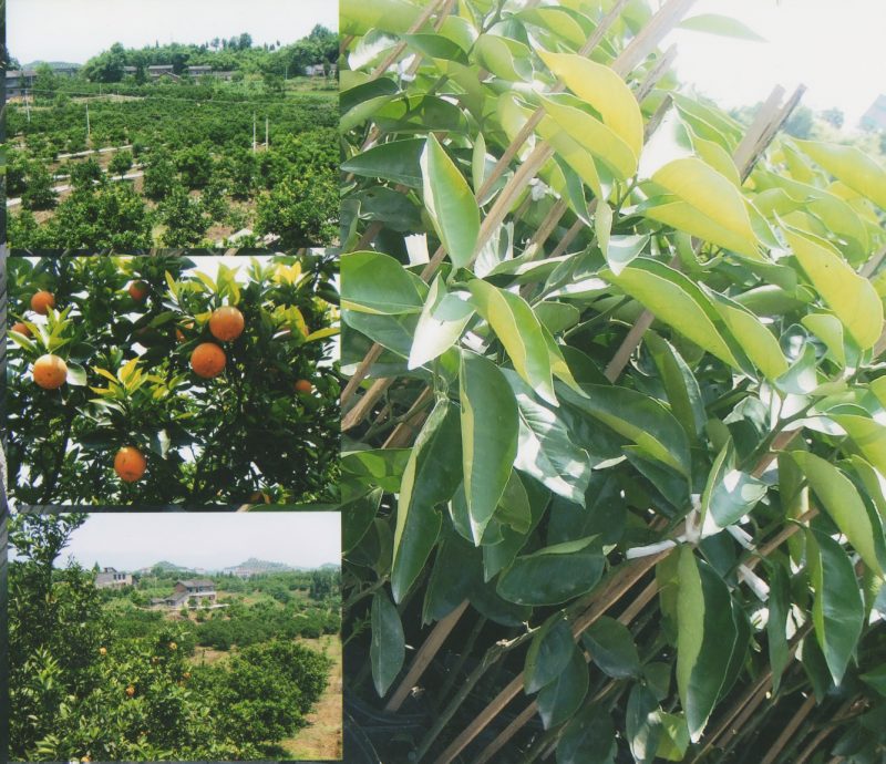 sinaasappelplantages in de buurt van chongqing, china