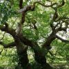 arbre remarquable platane de Missillac