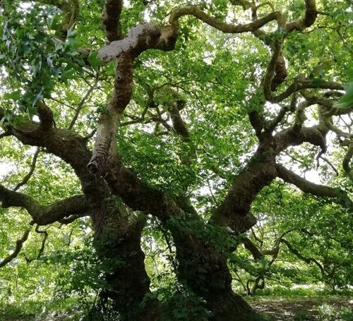 arbre remarquable platane de Missillac