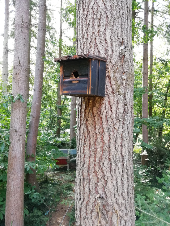 Nichoir à oiseau en bois brûlé fixé en hauteur sur le tronc d'un arbre