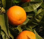 photos avec 2 oranges mûres sur l'arbre