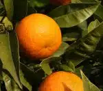 photos avec 2 oranges mûres sur l'arbre
