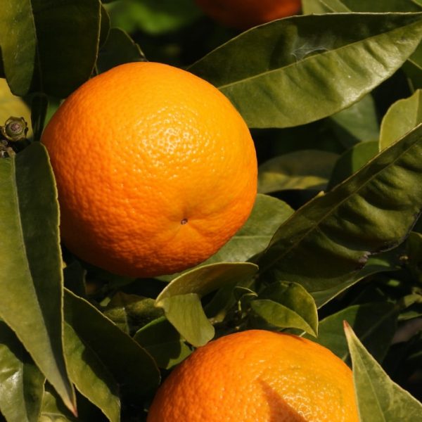 photos avec 2 oranges mûres sur l'arbre