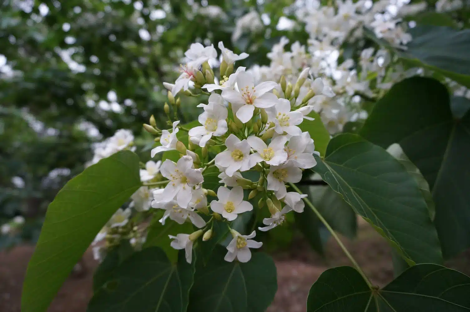 arbre de Tung en fleur