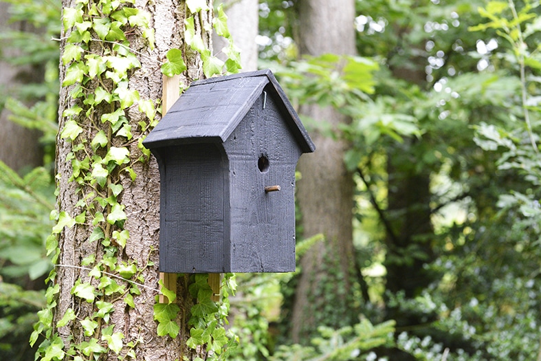 cabane à oiseaux en bois brûlé installée en forêt