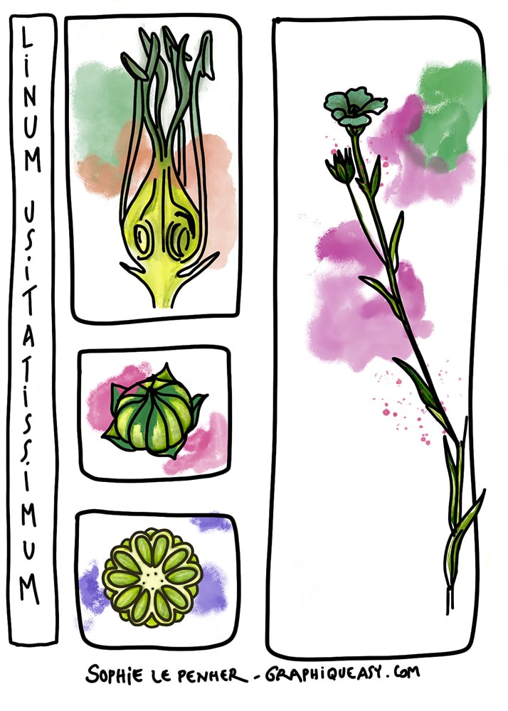 illustration d'une plante et d'une fleur de lin