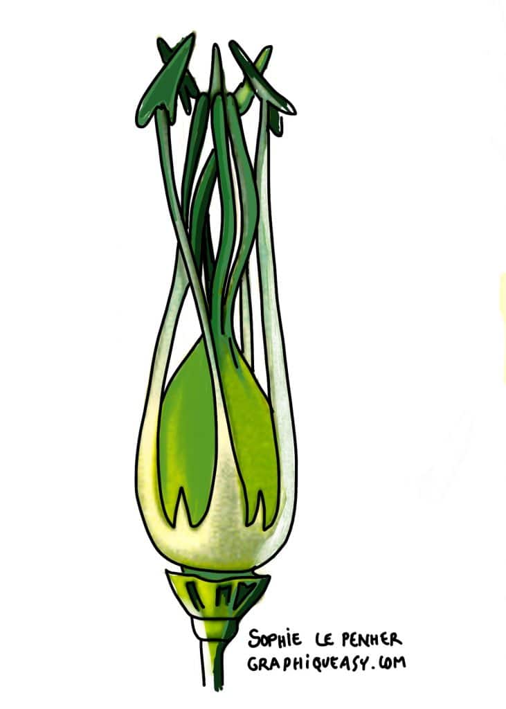 dessin d'une capsule de fleur de lin par Sophie Le Penher