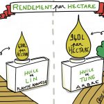 dessin du rendement comparé de l'huile de lin et de l'huile de tung à l'hectare