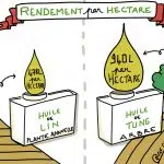 dessin du rendement comparé de l'huile de lin et de l'huile de tung à l'hectare