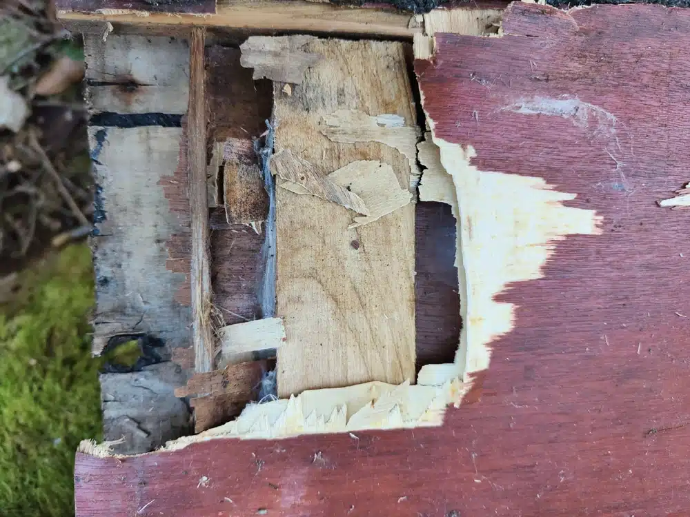 gros plan sur un panneau abimé de poulailler du commerce