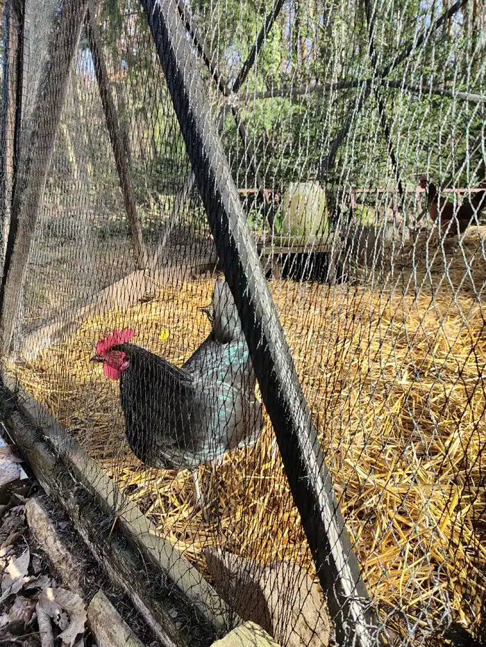 poule noire dans mon poulailler dôme