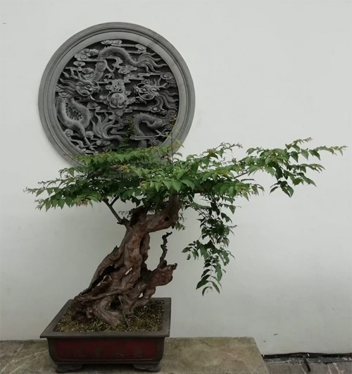 art du bonsai wabi sabi