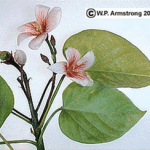 fleurs de tung mâles et femelles