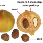 détails des fruits et graines de tung