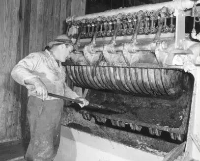 pressage des graines de tung à Capps près de tallahassee en Floride dans les années 1930