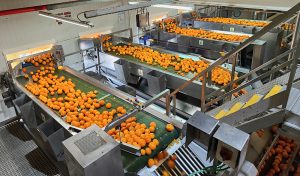 visite d'une usine de pressage d'orange et de D-Limonène