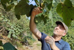 inspection d'un arbre et d'un fruit de tung par Guillaume Le Penher dans le Guangxi, Chine