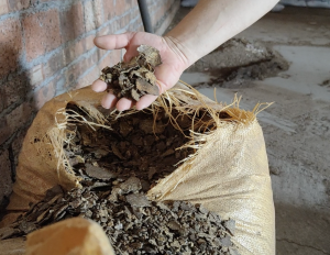 tourteaux de graines de tung (résidus de pressage) qui servent à la fertilisation des arbres fruitiers