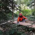débit à la gruminette de plateaux de douglas dans ma forêt