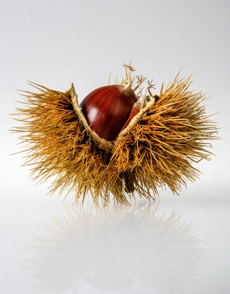 bogue de châtaigne ouverte