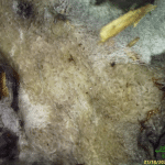 macro d'une antrodia, champignon lignivore