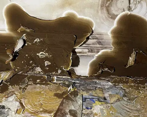 mérule champignon lignivore dans une maison