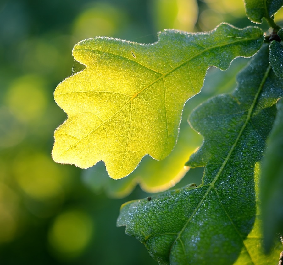 feuille de chêne