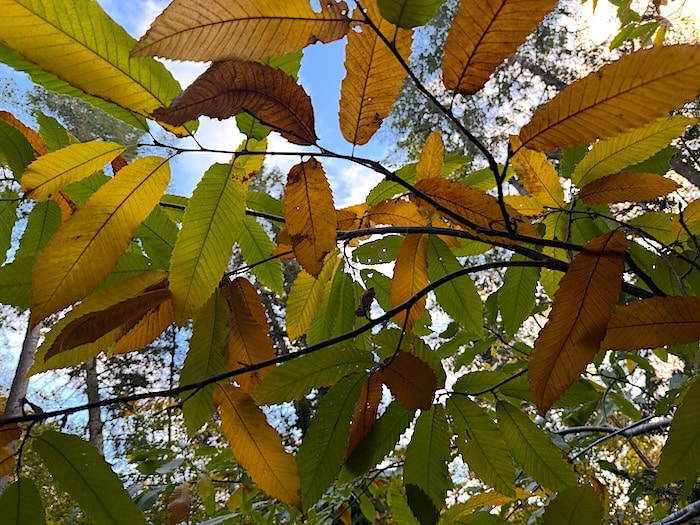 rameau de châtaignier en automne