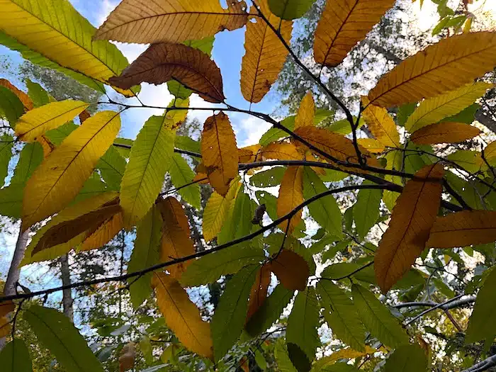 rameau de châtaignier en automne