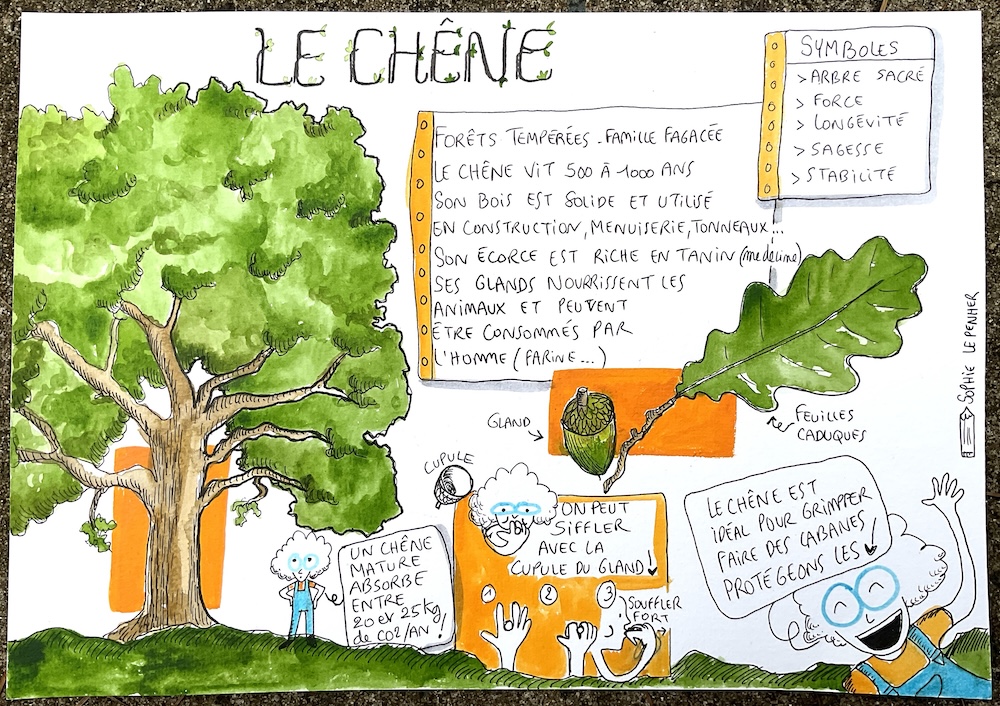 explication de chêne en dessin