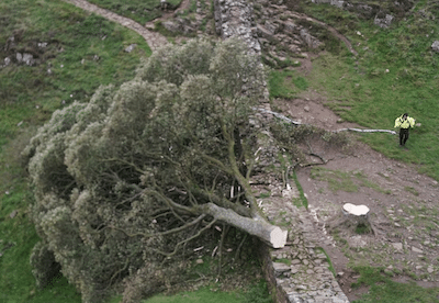 l'érable une fois coupé