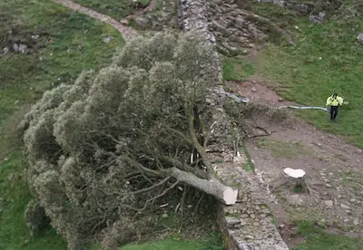 l'érable une fois coupé